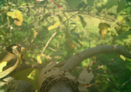 Diversité faunistique Balandran - Chardonneret élégant (Carduelis carduelis). Ce beau passereau granivore a beaucoup régressé dans la campagne française